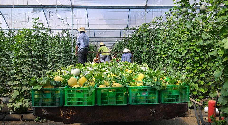Công nghệ nhà kính Israel hiện đại và tối ưu nhất năng suất cây trồng