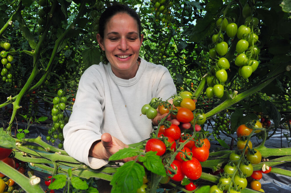 Cà chua anh đào trồng ở Negev Israel có độ ngọt cao gấp 2 đến 3 lần so với những quốc gia khác