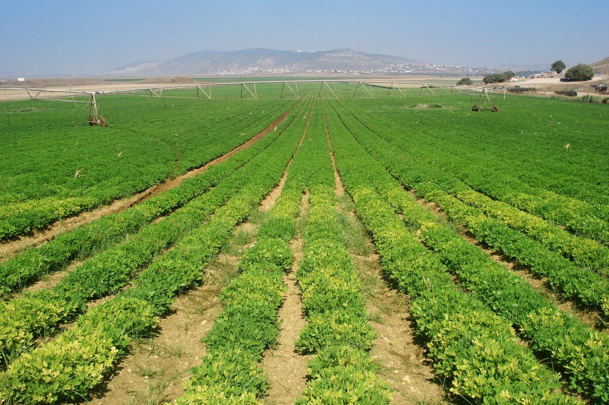 Nền nông nghiệp Israel kỳ tích trên hoang mạc khô cằn